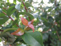 Flower buds and young red leaves