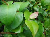 Eugenia uniflora (Surinam cherry, pitanga) leaves. Kula Ace Hardware and Nursery, Maui, Hawaii.