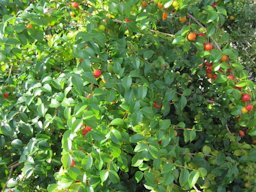 Eugenia uniflora fruiting habit