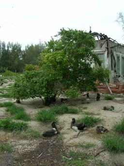 Eugenia uniflora (Surinam cherry, pitanga); habit in Laysan albatross colony. Cable Company buildings Sand Island, Midway Atoll