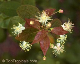 New red leaf growth, flowers and buds