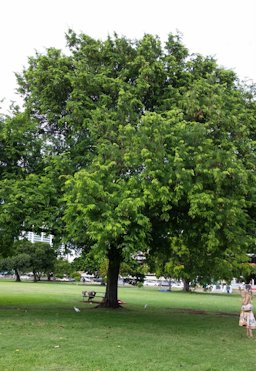 Tamarindus indica at Ala Moana Beach Park in Honolulu