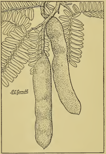 The tamarind (Tamarindus indica), a leguminous fruit-tree whose brown pods contain an acid pulp used in cooking, and to prepare refreshing drinks.