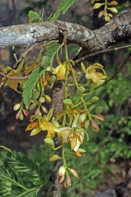 Tamarindus indica