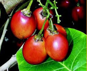 Tamarillo fruit