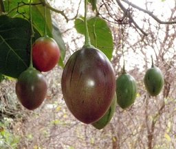 Fruit hanging from the bush