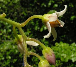 Solanum betaceum, flower of the Tree Tomato. Native to the northern Andes, where the fruit is called Tamarillo. San Francisco Botanical Gardens