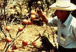 The tree-tomato (Cyphomandra betacea