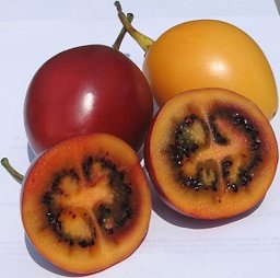 RED TAMARILLO SEEDS Solanum betaceum 'Red' 20 Tree Tomato Edible Fast Growing 