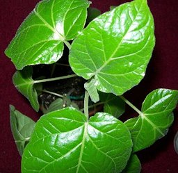 6 month old tamarillo seedlings