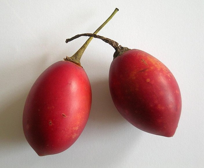 Featured image of post Tamarillo Tomate De Arvore O tomate de rvore tamarilho uma fruta rica em vitaminas e minerais especialmente pro vitamina a vitamina b6 c e e