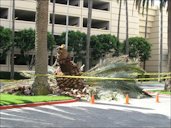 The canopy of this Phoenix canariensis fell off of the trunk due to Thielaviopsis trunk rot.