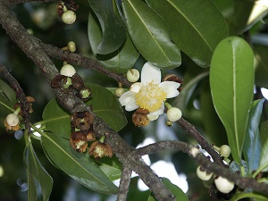 Mammea americana cultivated, Fairchild Tropical Botanic Garden, Miami, Florida, USA.
