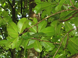 Mammea americana (Mammee apple, mamey). Leaves at Keanae Arboretum, Maui, Hawaii