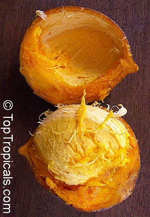 Tropical apricot, Mammea americana