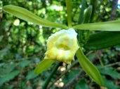 Vanilla planifolia, Venezuela