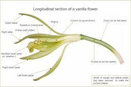 Longitudinal section of a vanilla flower