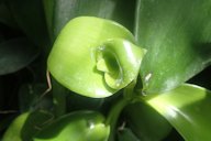 Vanilla planifolia at Garfield Park Conservatory