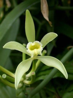 Vanilla planifolia Jacks. ex Andrews