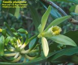 Vanilla planifolia