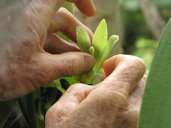 Vanilla planifolia (Vanilla). Flower being hand polinated. Pali o Waipio Huelo, Maui, Hawai'i.