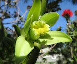 Vanilla planifolia (Vanilla) Flower