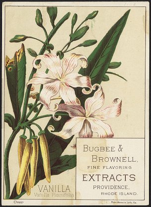 Vanilla, Vanilla Planifolia - Bugbee & Brownell, fine flavoring extracts, Providence, Rhode Islande