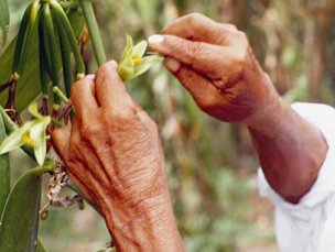 Manual pollination of Vanilla planifolia.