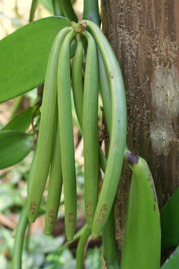 Gousses vertes de vanille (Vanilla planifolia) au Jardin des parfums et des épices à l'île de La Réunion.