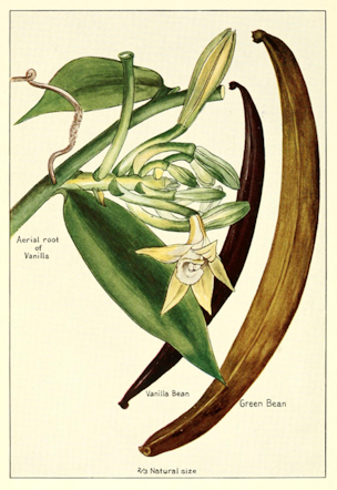 Shows Vanilla plant, flowers, beans