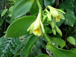 Vanilla planifolia flowering in Florida Southern College's greenhouses