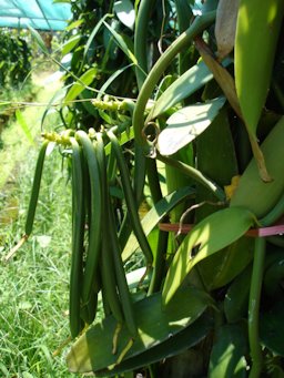 Vanilla fragrans, Bras-Panon, La Réunion