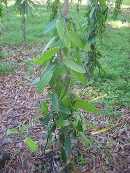 A vanilla planifolia vine grown on Réunion Island (Maison de la Vanille, Saint-André)