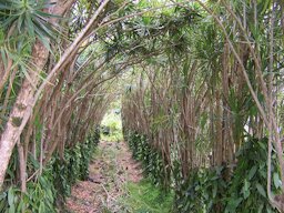 Vanilla vines (Vanilla planifolia) cultivated on Dracaena reflexa on Réunion island