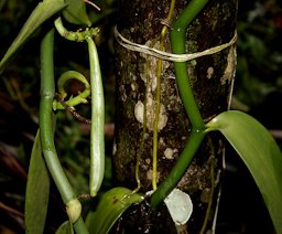 Flat-leaved Vanilla, Tahitian Vanilla or West Indian Vanilla, Vanilla planifolia Jacks. ex Andrews, Goa, India.