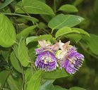 Golden Bellapple Passiflora laurifolia , Kent Ridge Park, Singapore