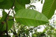 Passiflora laurifolia