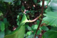 Passiflora laurifolia