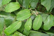 Passiflora laurifolia