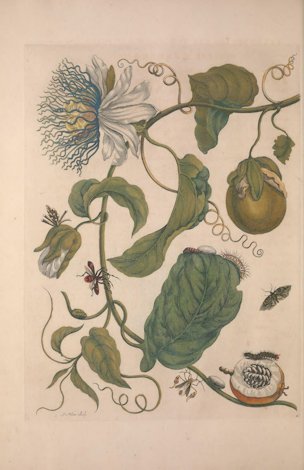 Passiflora laurifolia L.