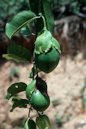 Passiflora laurifolia L.