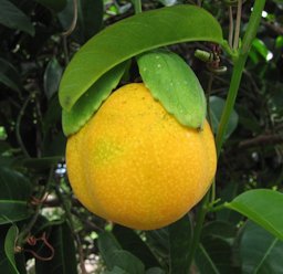 Passiflora laurifolia (Yellow water lemon, Jamaican lilikoi)