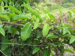 Passiflora laurifolia (Yellow water lemon, Jamaican lilikoi) Habit