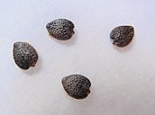 Passiflora laurifolia-Seeds