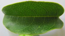 Leaf of Passiflora Laurifolia from Guadeloupe seen from above