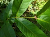 Wax Apple, Syzygium samarangense, Taichung, Taiwan