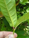 Wax Apple, Syzygium samarangense, Taichung, Taiwan