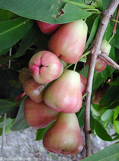 Rose Apple Wax Jambu Wax Apple Fruit Seeds Garden Planting Rare Tasty Fruit 25 