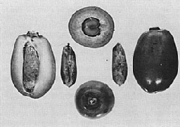 'Zahdi', (bottom) a small date from northern Iraq