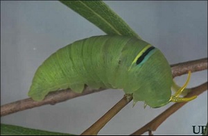 Full-grown larva of zebra swallowtail, Eurytides marcellus (Cramer), with osmeterium extruded.